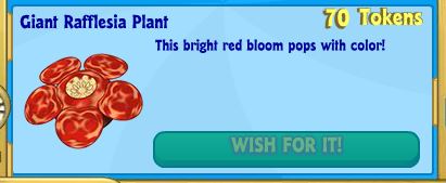 giant-raffleisa-plant